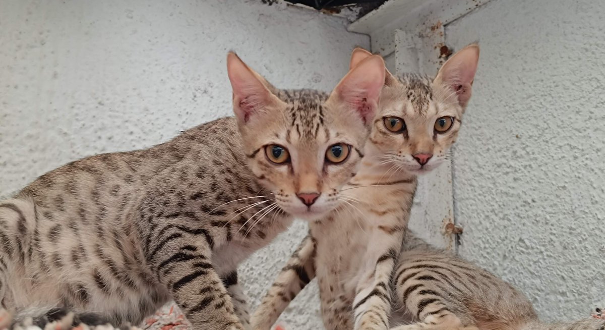 dilthi_gujarati's tweet photo. @Shinde_Revati21 Our Lovely Indian Cats.
They are super clean yes.
#PeaceFulCoexistence #HumanityForAnimals https://t.co/vwI1YArYlw