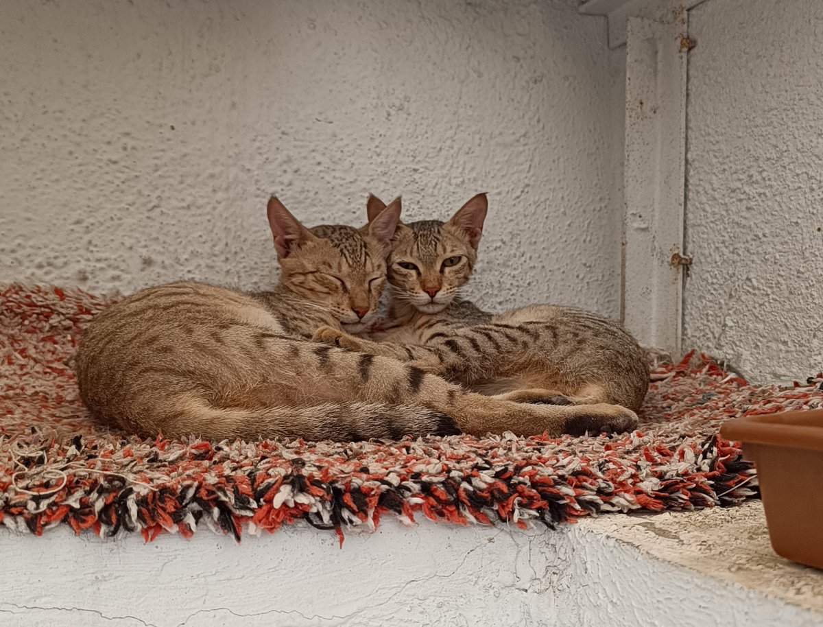 dilthi_gujarati's tweet photo. @Shinde_Revati21 Our Lovely Indian Cats.
They are super clean yes.
#PeaceFulCoexistence #HumanityForAnimals https://t.co/vwI1YArYlw