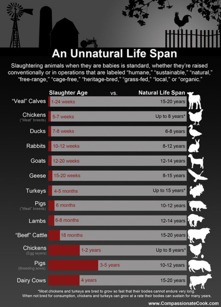 plant_xbasedx's tweet photo. “how loved and well cared for those pigs were” 

…for 6 months. 

Killed at 6 months old.

Arguing for veganism is insane because why do I have to argue against brutally killing baby animals? https://t.co/uGnxl7LwCs