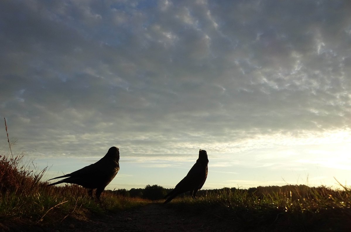 FlintBlackBird's tweet photo. Where do they come from? ☁️☁️☁️☁️☁️☁️☁️ https://t.co/a9EH0sDwk0