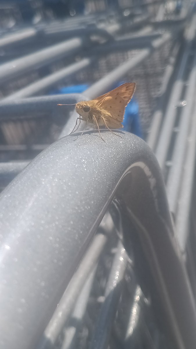 Kosndylus's tweet photo. I love finding skippers this time of year they're so cute 🥹  #bugtwt 

Pretty sure these lil guys are fiery 
skippers https://t.co/0l6kX4nhGF