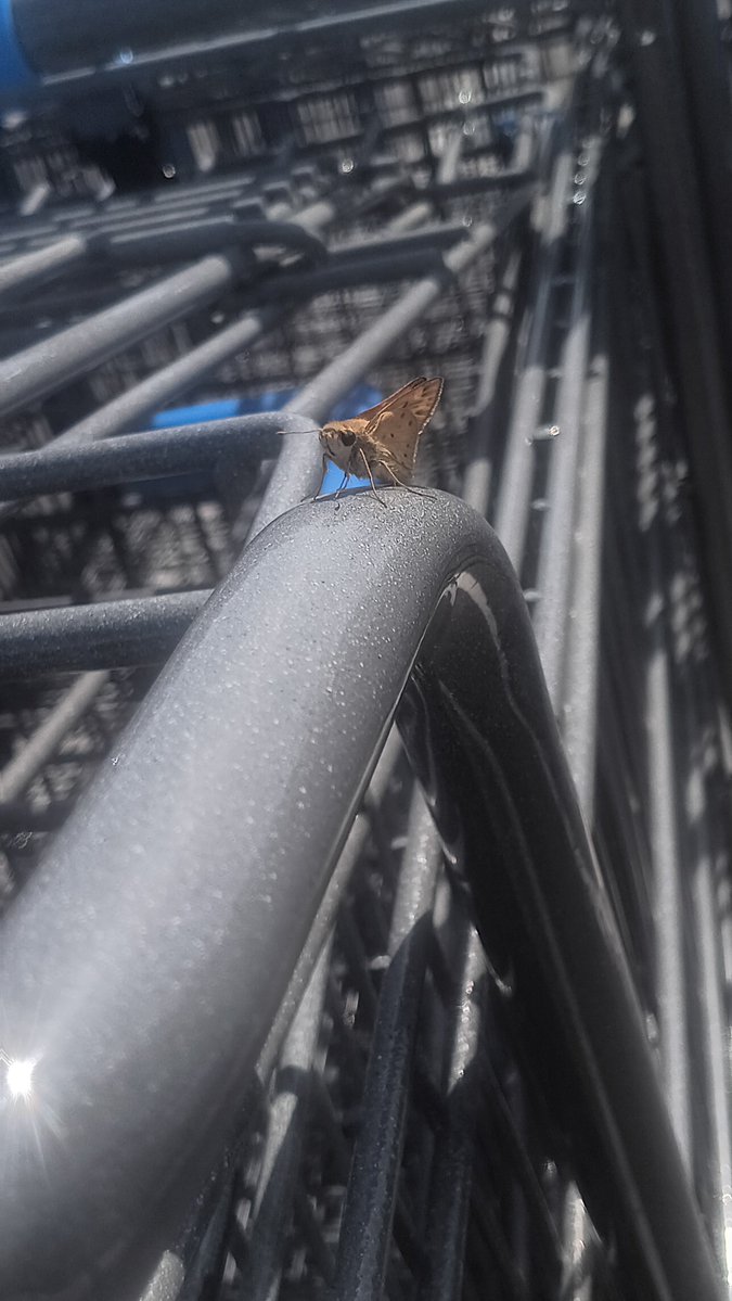 Kosndylus's tweet photo. I love finding skippers this time of year they're so cute 🥹  #bugtwt 

Pretty sure these lil guys are fiery 
skippers https://t.co/0l6kX4nhGF