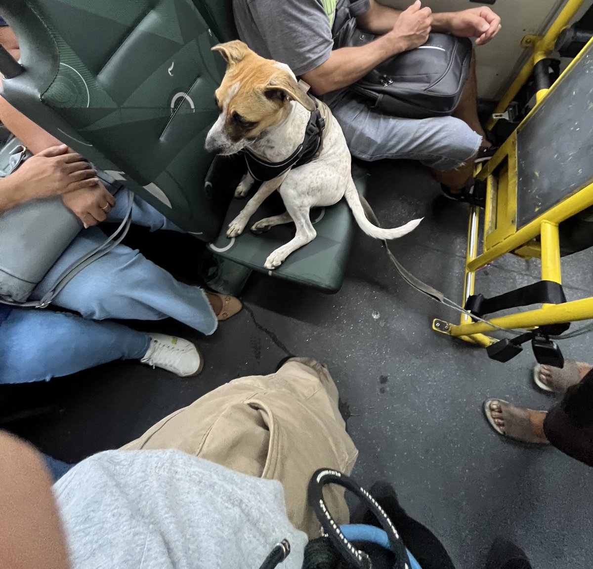 hannaolp's tweet photo. to passando mal pq essa mona vivia na linha 232 com esse cão e eu tirei essa foto do cachorro enquanto eu ficava em pé e ele sentado (ela disse q ia me processar pq tirei foto dele 

esse site é insano <3 https://t.co/8CuHrJXO5K