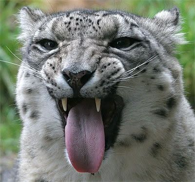 catgirlashx_x's tweet photo. RAWRRRRRR https://t.co/jT5MUBxi8z