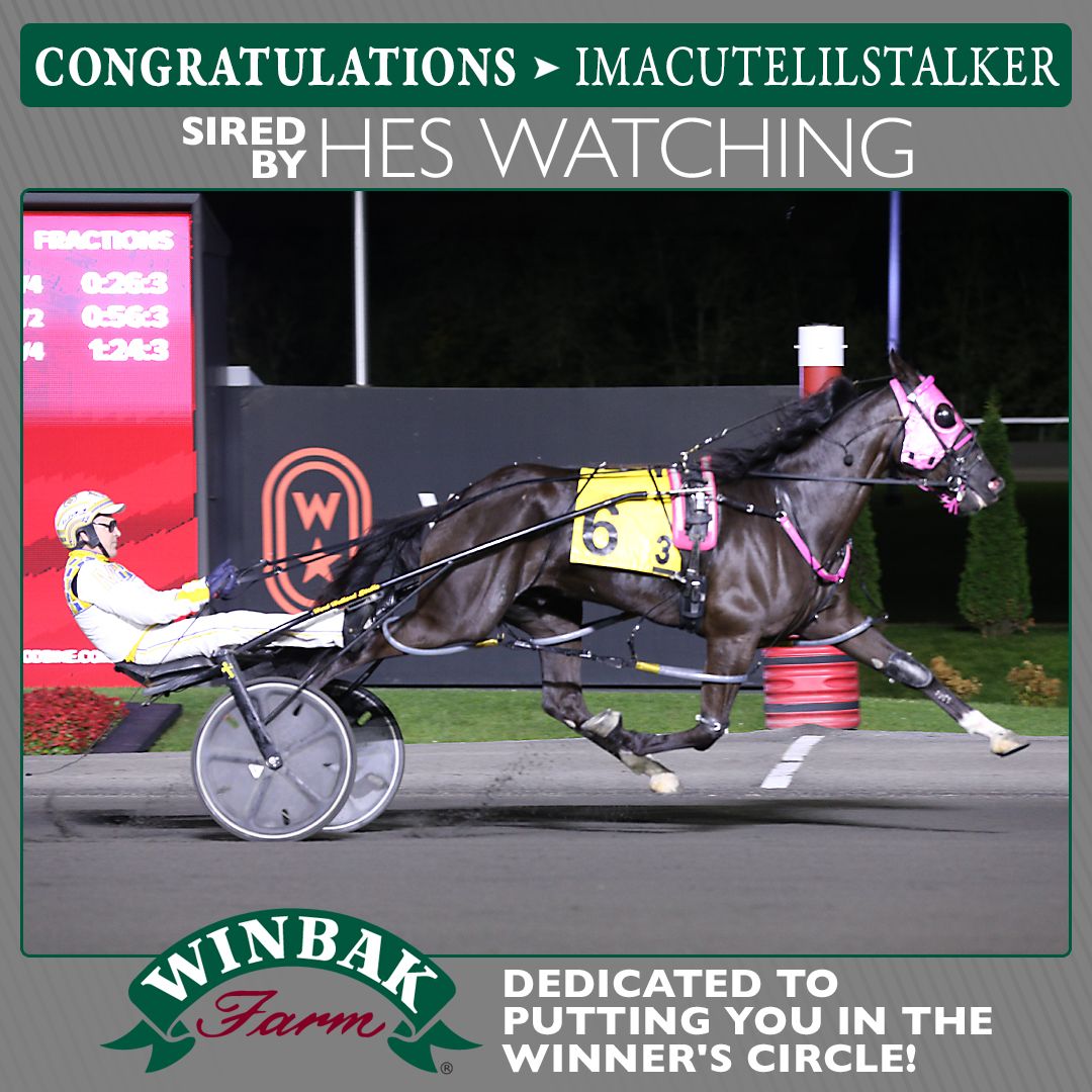 woodbinephotos's tweet photo. He’s Watching-sired Imacutelilstalker captured Monday’s third race at Woodbine Mohawk Park in 1:52.1. Standardbred Canada
The four-year-old son of He’s Watching sat fourth through the opening half before making his move on the backstretch, taking command by three-quarters. He opened up by 2½ lengths in the stretch and held on to win by 1¾ lengths.
Mark MacDonald drove Imacutelilstalker for trainer Annemarie Colville and owners Michael Wade and Annemarie Colville. @woodbinesSB @ONTRacing @WinbakFarm