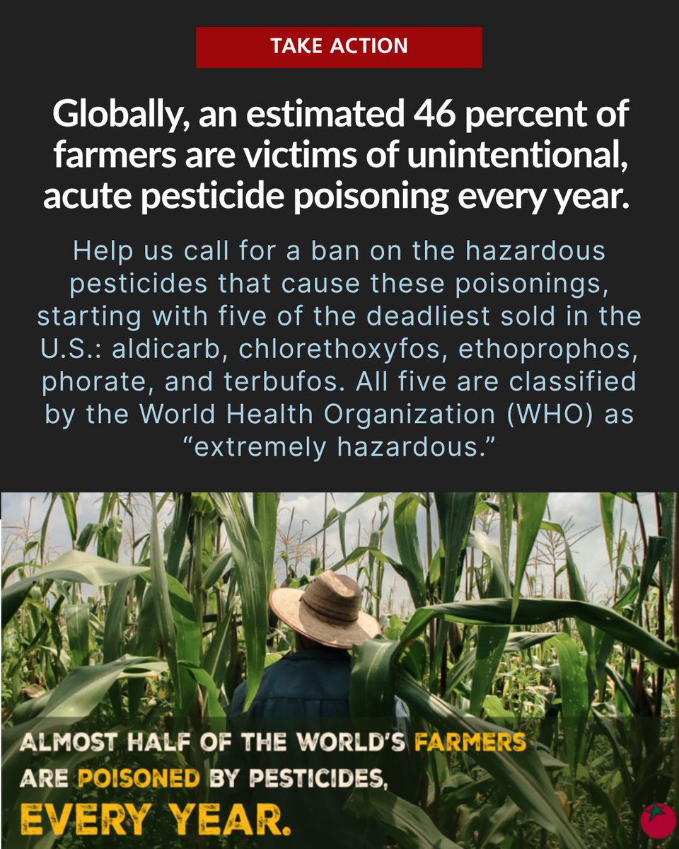 OrganicConsumer's tweet photo. Globally, an estimated 46 percent of farmers are victims of unintentional, acute pesticide poisoning every year. 

Aldicarb alone caused the largest food borne pesticide poisoning in U.S. history. More than 2000 people were made sick from illegally treated watermelons in 1985. This pesticide is still legal on the sweet potatoes many of us eat today at levels the EPA’s own scientists say are unsafe for children.

Learn more about these extremely hazardous pesticides used on food in the U.S.: READ: Ban the Pesticides that Poison Nearly Half of the World’s Farmers Each Year
https://t.co/A4Gw6NhNO8

TAKE ACTION: Ban the Pesticides Classified by WHO as Hazardous, Including These Top Five!
https://t.co/bDzIGy41U0