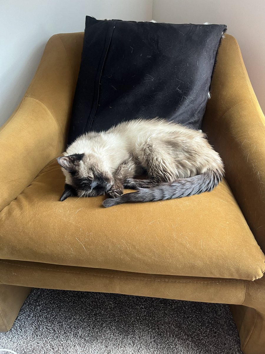 DeforrestFrank's tweet photo. @MrBunnyslippers We lost our Siamese last week. She let us know when it was time to wake up every day https://t.co/rBbS3GXPsD