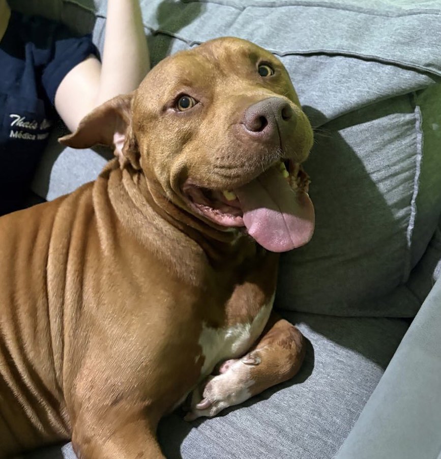 callmetthai's tweet photo. e essa noite na clínica que tinha um cachorro da raça procuro cadela para cruzar https://t.co/oJkxAaZDxN