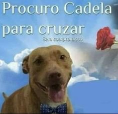 callmetthai's tweet photo. e essa noite na clínica que tinha um cachorro da raça procuro cadela para cruzar https://t.co/oJkxAaZDxN