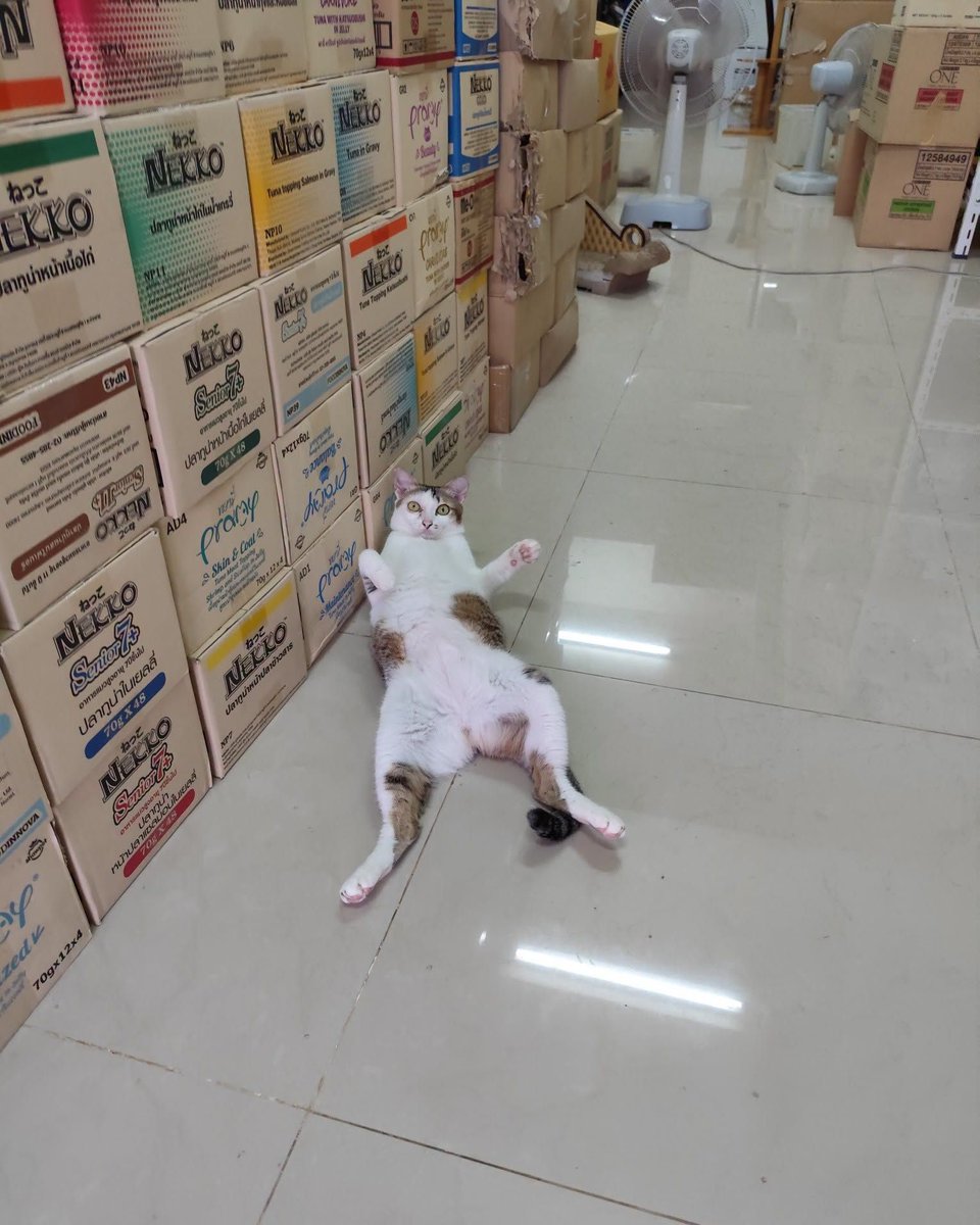 CatWorkers's tweet photo. 📸 indy cat shop https://t.co/YmmkPnEBSK