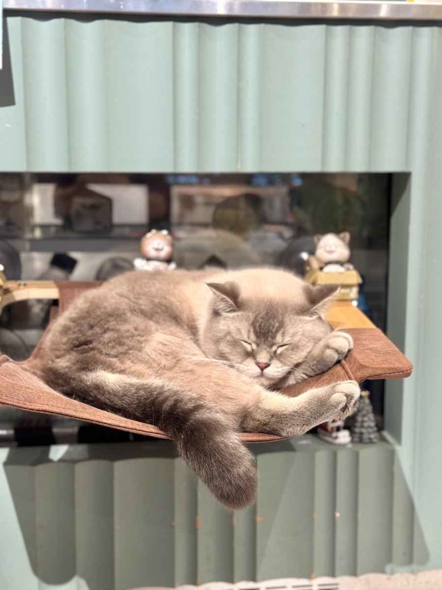 LSQKathleen's tweet photo. Thanks to a cup of coffee and cozy, lovable cats, an ordinary afternoon turned into a warm and happy time https://t.co/84nMN9u8oi