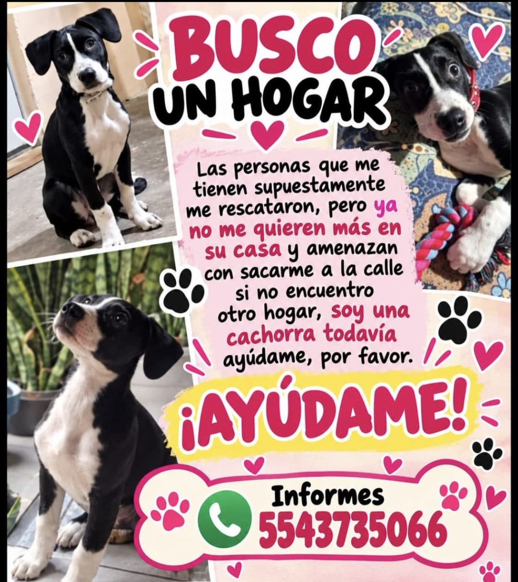 Ari_Arciniega6's tweet photo. Servicio Social ayúdanos a difundir antes de que puedan sacar a la calle a esta bella cachorrita , Más info en el cartelito 👇🐾😔 https://t.co/aDnmiSetf4