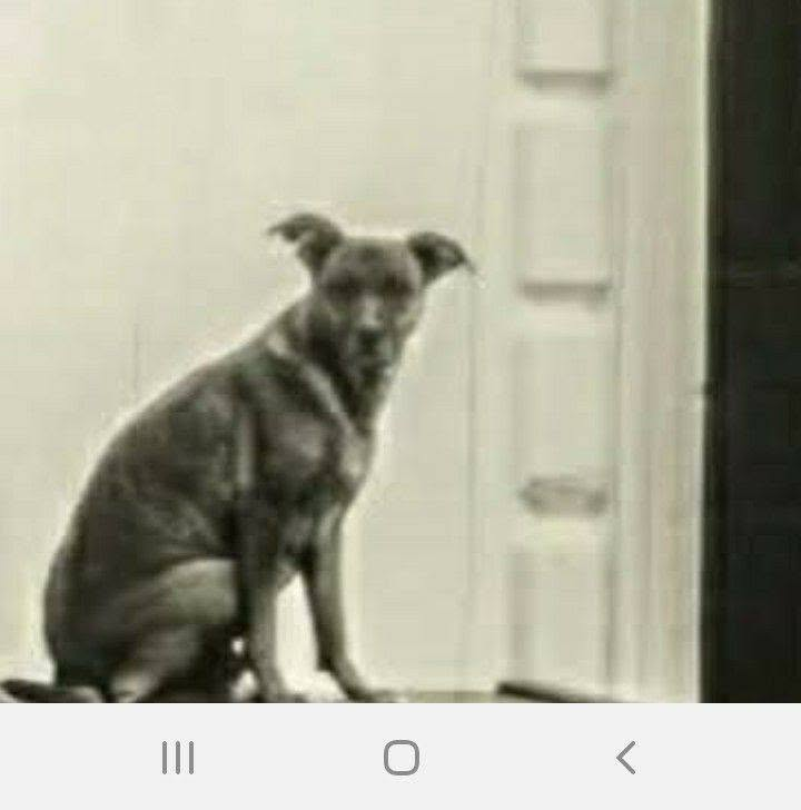 millypod1's tweet photo. ๐3 SEPT 2026 #STOLEN EBONY #ScanMe
Cross Breed Female
Taken from home London Road #Devizes #Wiltshire #SN10
https://t.co/ql4248gtie https://t.co/CuMxwFv2KI