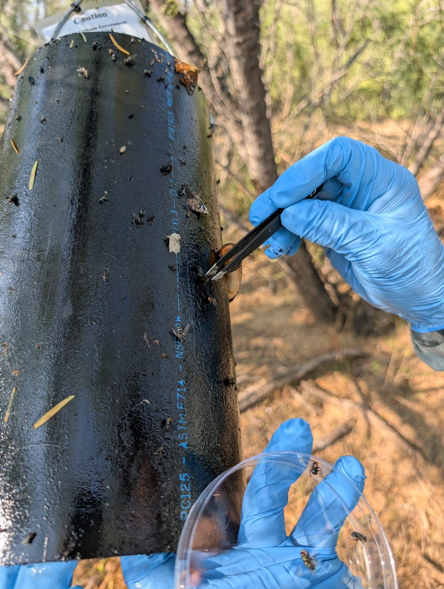 Screwworm_RR's tweet photo. Number of the Day: 85,807 
Fly traps continue to be an important part of our multilayered surveillance system that also includes animal checks, drones, trail cams, on-the-ground monitoring, public outreach, and partnerships with states and industry. 
 
🪰 APHIS maintains and regularly checks 100+ NWS‑specific fly traps and 7,000+ insect traps along the border.  

🔬To date, more than 85,807 trapped flies have been submitted to USDA experts for identification, with only 1 wild NWS fly trapped to date.  

#USDAOnTheGround