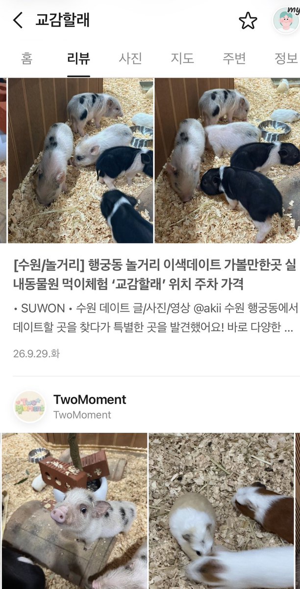 hmmmmmm1458's tweet photo. 알고리즘이 무서운게 갑자기 저번주에 새로 오픈한 동물카페를 보여줌 ㄷㄷ 근데 ㅈㅉ귀여워서 이건 알려야겠음

요즘 동물카페 많이 없는데 행궁동에 기니피그,앵무새,파충류,강아지들이랑 놀 수 있는 카페라서 데이트코스로 딱일듯 https://t.co/je7hGbYv2g