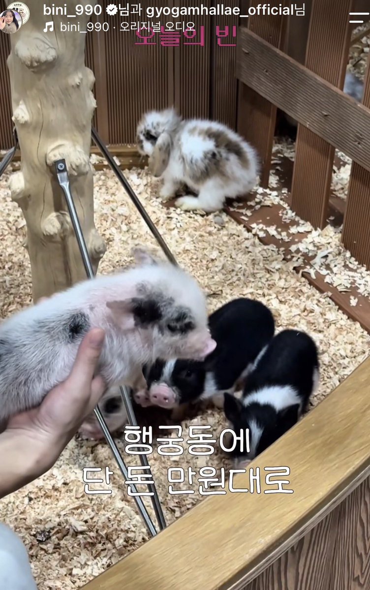 hmmmmmm1458's tweet photo. 알고리즘이 무서운게 갑자기 저번주에 새로 오픈한 동물카페를 보여줌 ㄷㄷ 근데 ㅈㅉ귀여워서 이건 알려야겠음

요즘 동물카페 많이 없는데 행궁동에 기니피그,앵무새,파충류,강아지들이랑 놀 수 있는 카페라서 데이트코스로 딱일듯 https://t.co/je7hGbYv2g