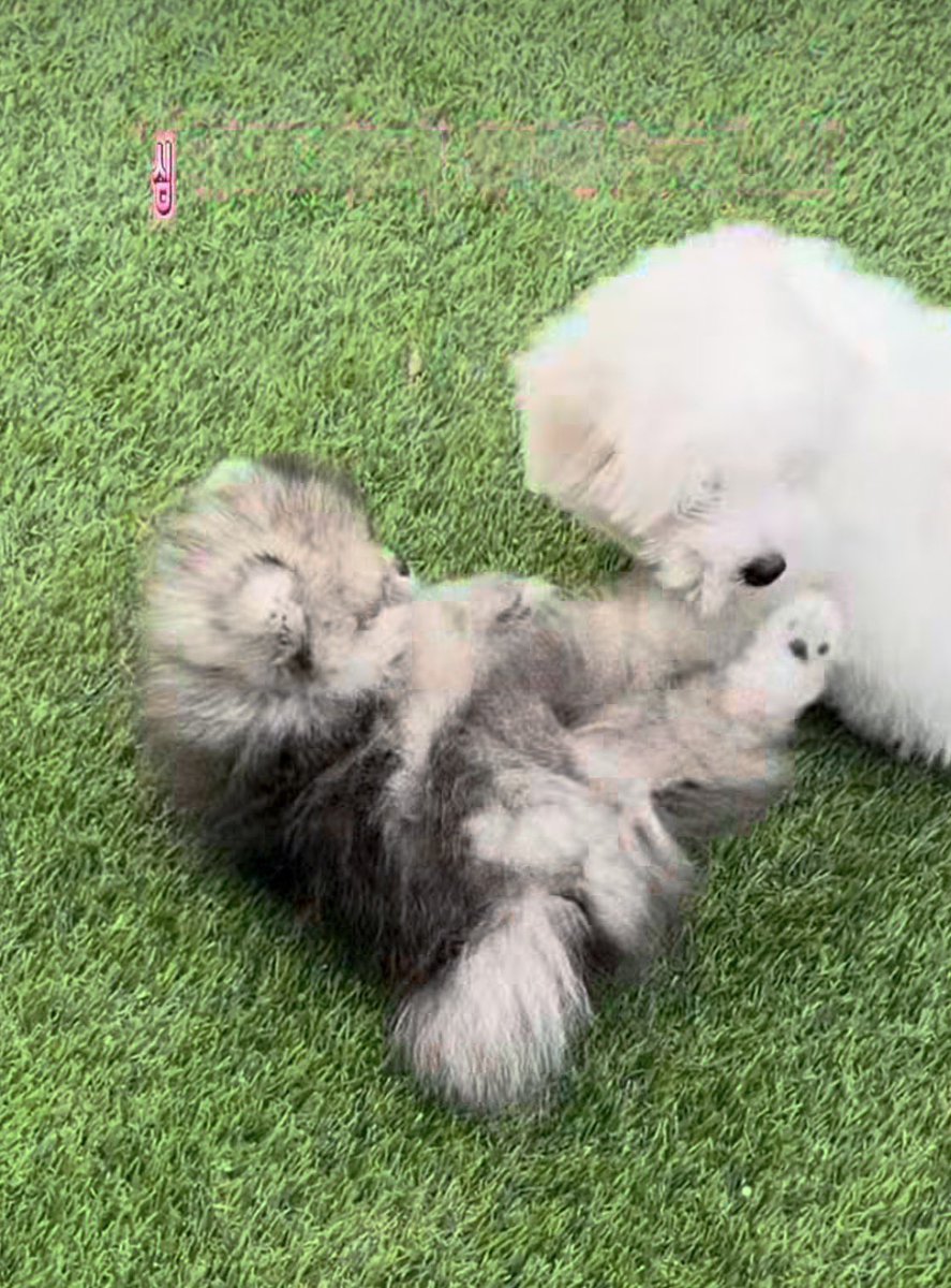 hmmmmmm1458's tweet photo. 알고리즘이 무서운게 갑자기 저번주에 새로 오픈한 동물카페를 보여줌 ㄷㄷ 근데 ㅈㅉ귀여워서 이건 알려야겠음

요즘 동물카페 많이 없는데 행궁동에 기니피그,앵무새,파충류,강아지들이랑 놀 수 있는 카페라서 데이트코스로 딱일듯 https://t.co/je7hGbYv2g