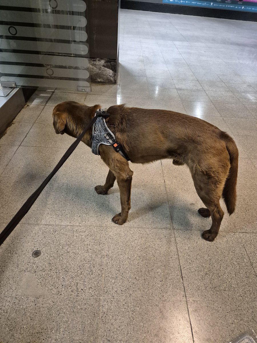 RockValium's tweet photo. Tio @metrodesantiago  porque no nos ayuda a difundir a este perrito perdido en la estacion de metro u de chile. https://t.co/APLaMENggr