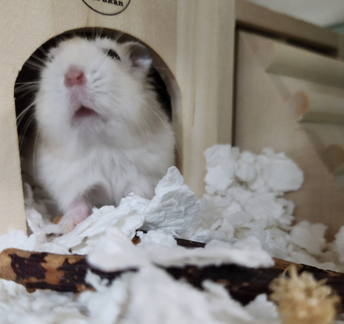 my_hmgmouse's tweet photo. #今日のこぱん https://t.co/Ufog6DngPP