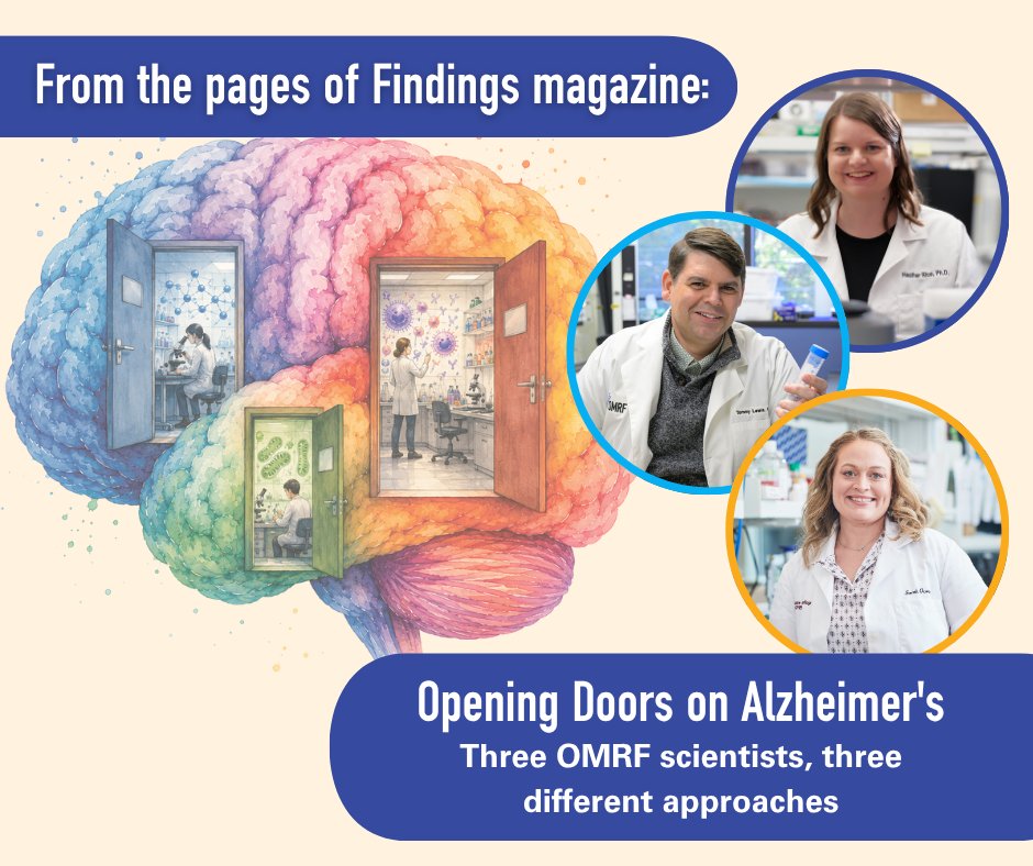 OMRF's tweet photo. No single treatment will be the magic bullet for Alzheimer's. At OMRF, scientists have embraced this mindset. Rather than a uniform approach, they're taking on the disease from a variety of angles.

🧠 Read more in our latest edition of Findings magazine: https://t.co/hzpkAoeWXD https://t.co/UThDIozdXs