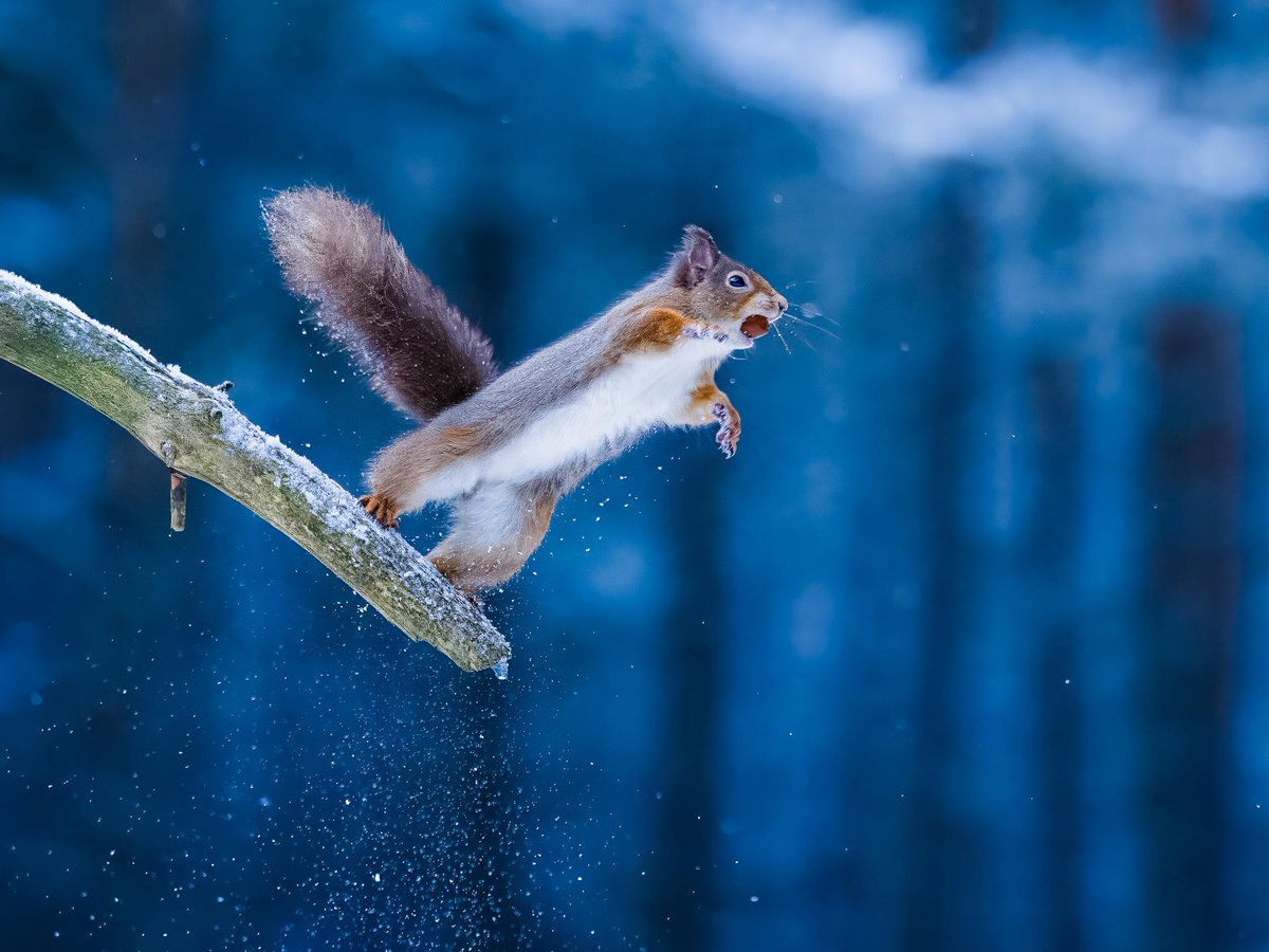 FFP's tweet photo. Chase snow, stars & Highland magic in the Cairngorms
#AD @VisitCairngrms #Cairngorms #CairngormsNationalPark #VisitCairngorms #ScottishHighlands #WinterWonderland #SnowRoads #CairngormMountain #LochMorlich
https://t.co/1g7XC2Aa1t https://t.co/YDCXSRN0Oi