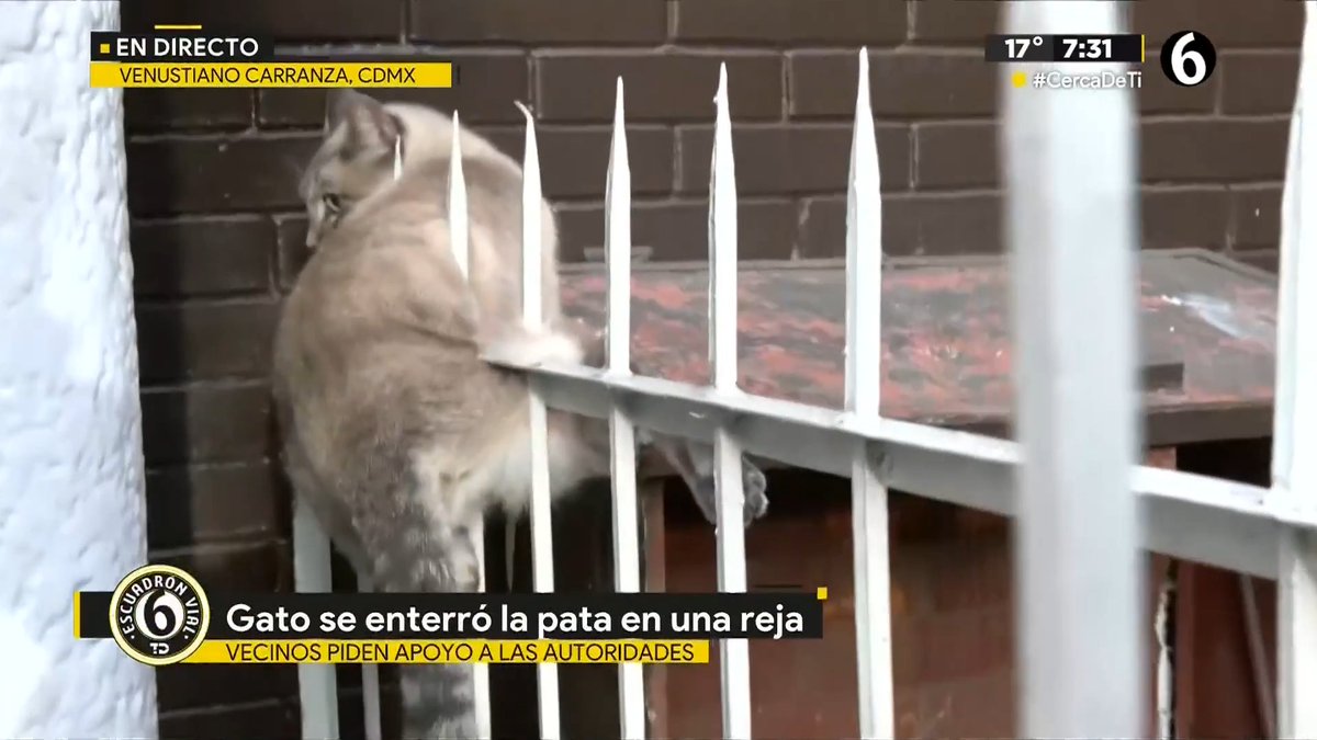 A live news broadcast from Channel 6 shows a light brown cat stuck on a white metal fence with a banner reading 'Gato se enterró la pata en una reja / VECINOS PIDEN APOYO A LAS AUTORIDADES' in Venustiano Carranza, CDMX.
