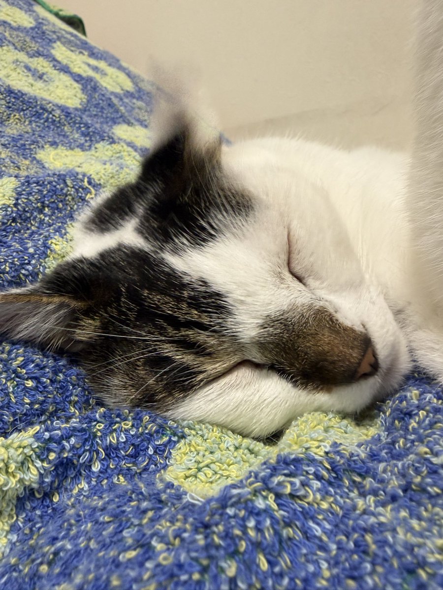 tukimurasora's tweet photo. あら珍しい仲良くくっついて寝てる！　#猫　#TLに猫を流す　#猫のいる暮らし　#猫のいる生活　#猫のいるしあわせ　#猫との暮らし　#ねこかわいいね　#猫部へ集まれ　#よいにくきゅうの日　#エステー保護ネコ応援プロジェクト https://t.co/xFsvfizr8B
