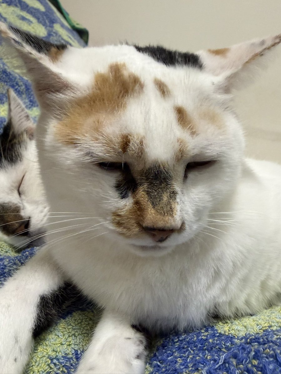 tukimurasora's tweet photo. あら珍しい仲良くくっついて寝てる！　#猫　#TLに猫を流す　#猫のいる暮らし　#猫のいる生活　#猫のいるしあわせ　#猫との暮らし　#ねこかわいいね　#猫部へ集まれ　#よいにくきゅうの日　#エステー保護ネコ応援プロジェクト https://t.co/xFsvfizr8B