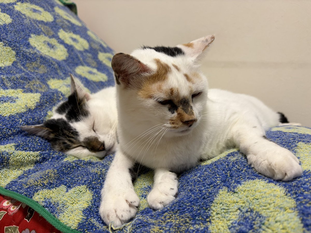 tukimurasora's tweet photo. あら珍しい仲良くくっついて寝てる！　#猫　#TLに猫を流す　#猫のいる暮らし　#猫のいる生活　#猫のいるしあわせ　#猫との暮らし　#ねこかわいいね　#猫部へ集まれ　#よいにくきゅうの日　#エステー保護ネコ応援プロジェクト https://t.co/xFsvfizr8B