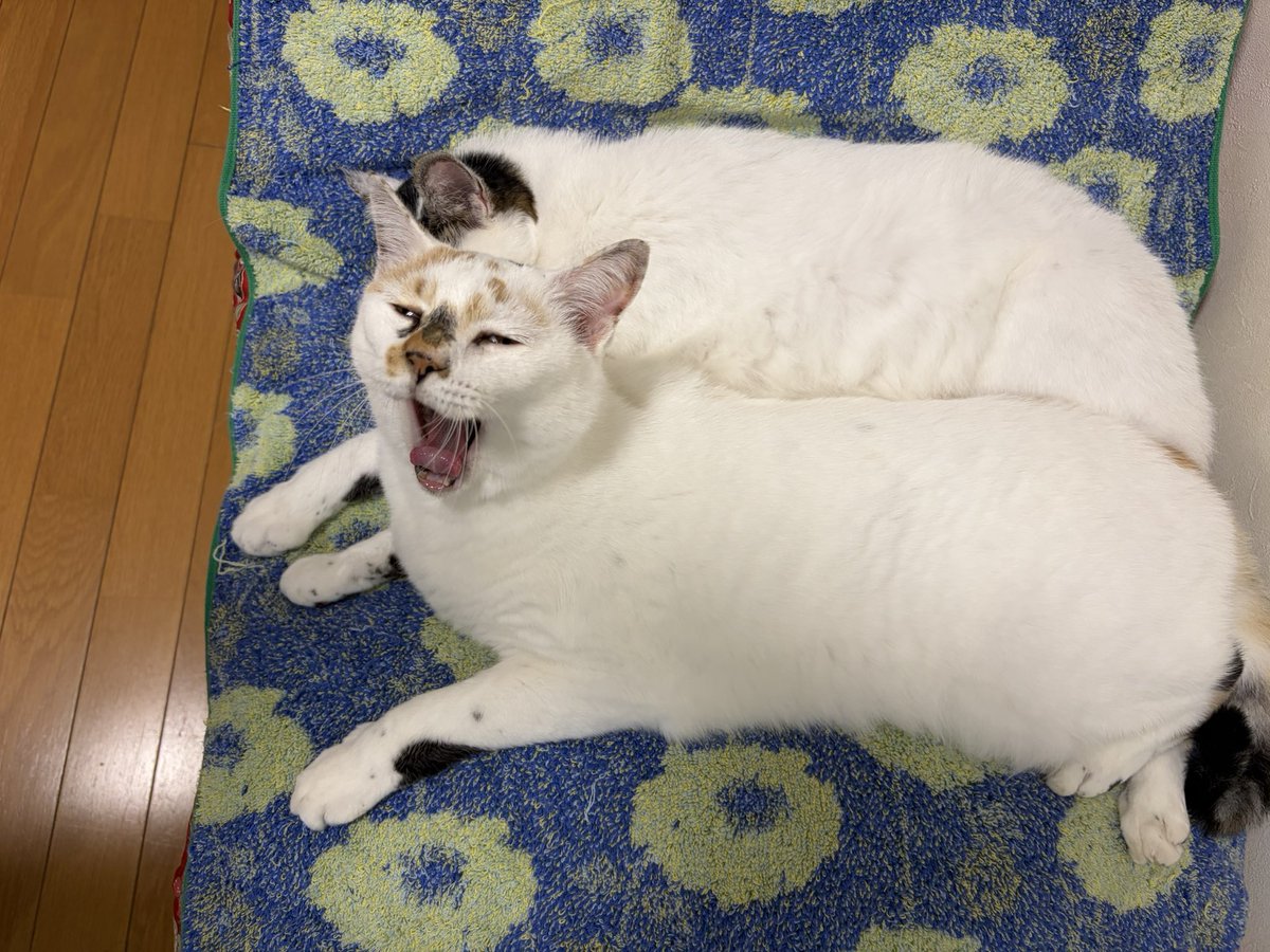 tukimurasora's tweet photo. あら珍しい仲良くくっついて寝てる！　#猫　#TLに猫を流す　#猫のいる暮らし　#猫のいる生活　#猫のいるしあわせ　#猫との暮らし　#ねこかわいいね　#猫部へ集まれ　#よいにくきゅうの日　#エステー保護ネコ応援プロジェクト https://t.co/xFsvfizr8B