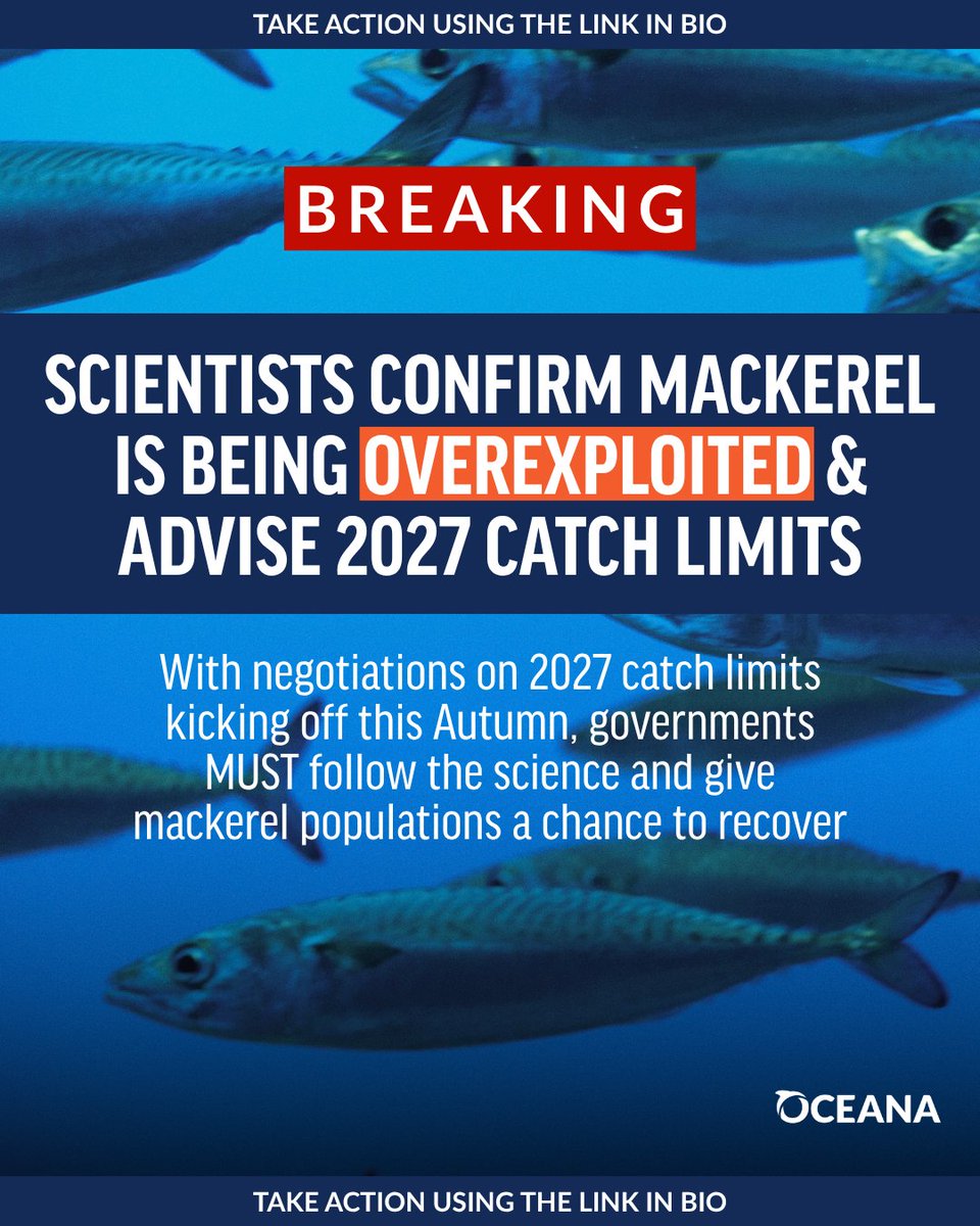 OceanaUK's tweet photo. 🐟BREAKING: Scientists confirm Northeast Atlantic mackerel is being overexploited, advising only 352,938 tonnes should be caught next year‼️

This catch advice is the second-lowest in the last 15 years, showing the EXTREME fishing pressure our mackerel populations are under https://t.co/lF4WeEiDDi