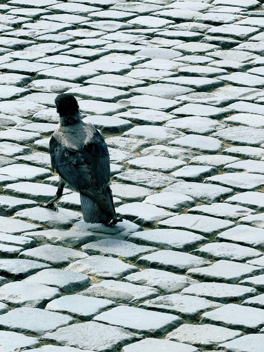 arksangel's tweet photo. Photo Challenge: Shot from Behind #Birds #Crow #Walking #Cobbledstreets #ItalianDiaries #WheninRome #RomanHoliday #Photographylovers #StreetPhotography https://t.co/AOqWsG3xtI