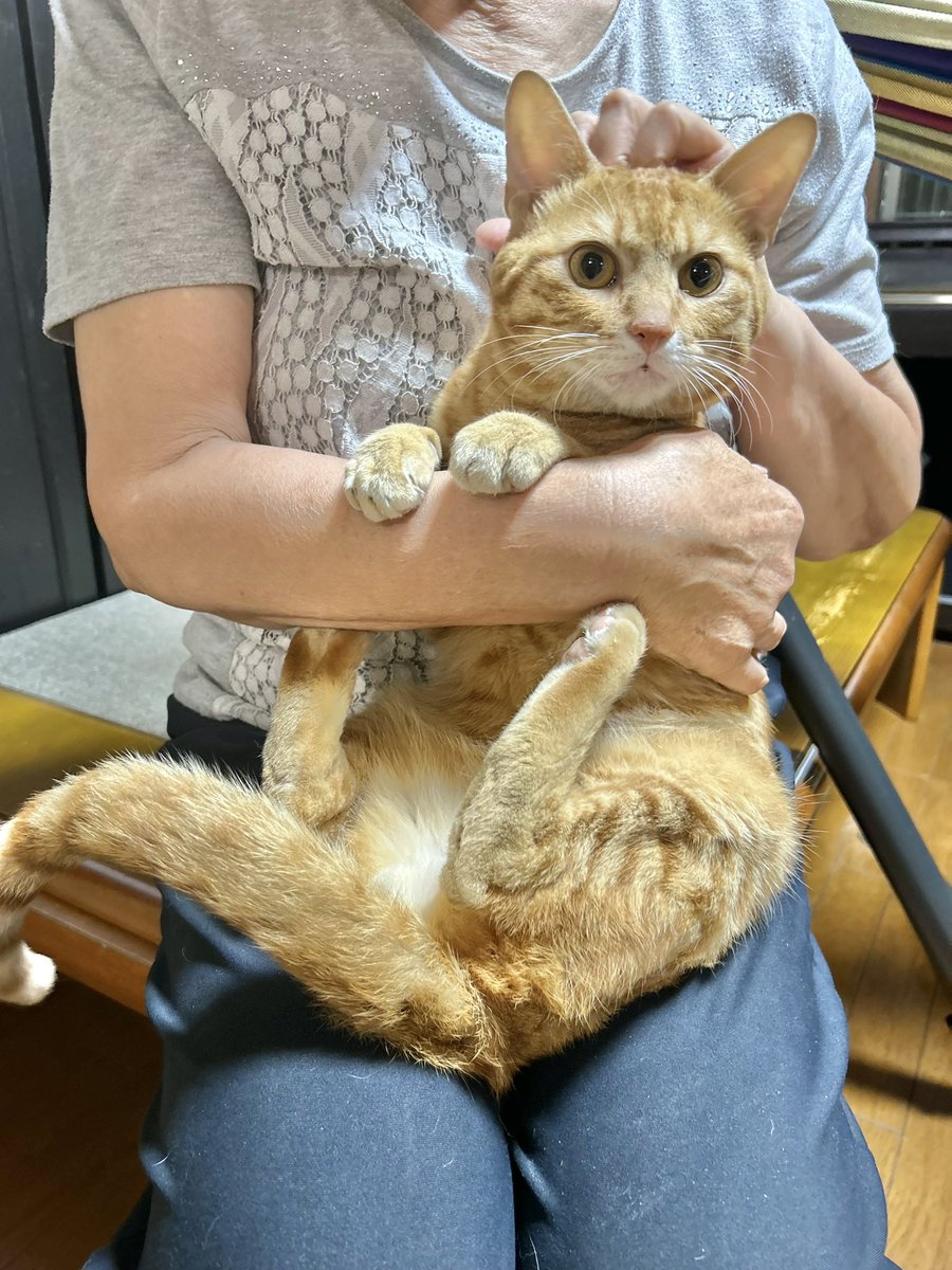 Rin9200hina's tweet photo. 無賃乗車猫は
五平の通院ついでに
検査とワクチンをしてもらいました

推定１歳3.8kgの茶トラ男子
チップ去勢なしのノラ判定
病院の先生が
「名前は栗ちゃんにしよう！」と
花子の時同様カルテに名前書かれちゃいましたw

君は本当に野良なのか⁉️
とりま明日警察と保健所に連絡してみようと思います👮 https://t.co/4BdqX9M5jG