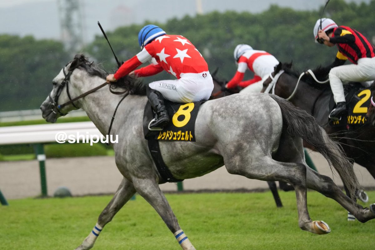 shipuu_'s tweet photo. 26/09/28 阪神競馬場　11R ポートアイランドS

大外から豪快に(ง ｰ̀дｰ́)ง 
サンパくんに続く3着
芦毛さん、ワイド(⁎˃ ꇴ ˂⁎)
#レッドシュヴェルト https://t.co/rEdktqQoQq