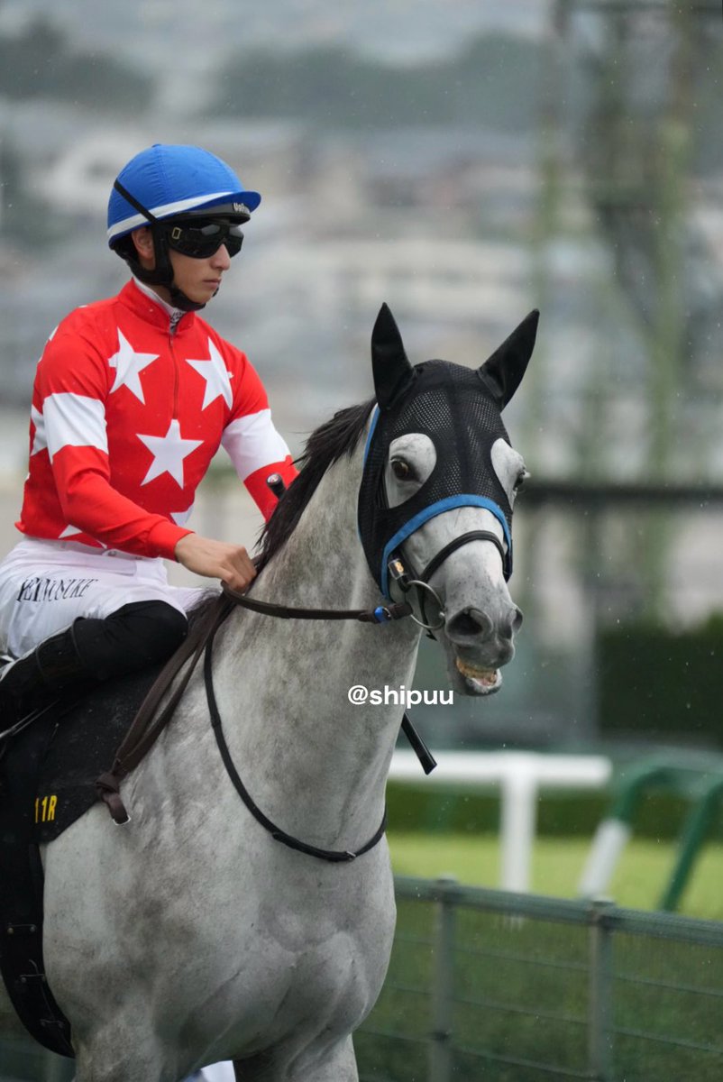 shipuu_'s tweet photo. 26/09/28 阪神競馬場　11R ポートアイランドS

大外から豪快に(ง ｰ̀дｰ́)ง 
サンパくんに続く3着
芦毛さん、ワイド(⁎˃ ꇴ ˂⁎)
#レッドシュヴェルト https://t.co/rEdktqQoQq