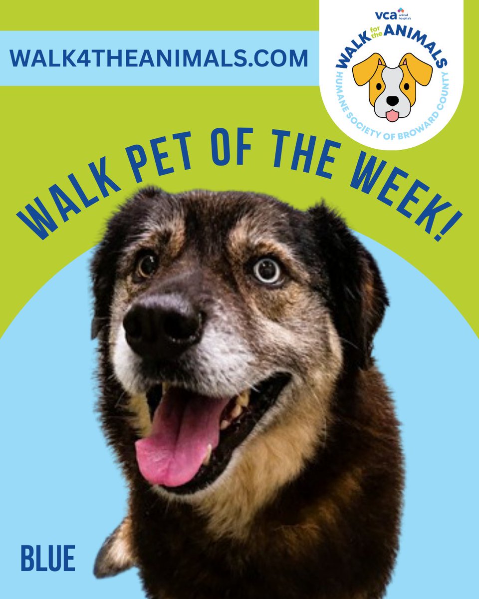 HumaneBroward's tweet photo. Meet Blue, our Walk Wednesday Pet of the Week! 💙🐾 This sweet 5-year-old Husky mix recently finished her heartworm treatment and is ready for a family of her own! ❤️‍🩹

Thank you to @VCAPetHealth  for supporting our Walk and helping pets like Blue get the care they deserve! ❤️ https://t.co/2cMUE6dz5T