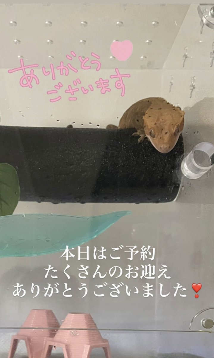 NoahLa429's tweet photo. 本日は遠方からご来店ありがとうございました❣️

そしてたくさんのお迎え本当にありがとうございます♥️

愛情たっぷり育てたので引き続きよろしくお願いします🥰 https://t.co/RMH7l7I7Hg