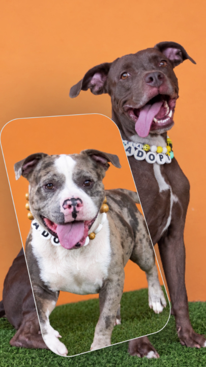 Two pit bull-type dogs wearing beaded collars with 'ADOPT' letter beads pose against an orange background, with a white outline highlighting the front dog.