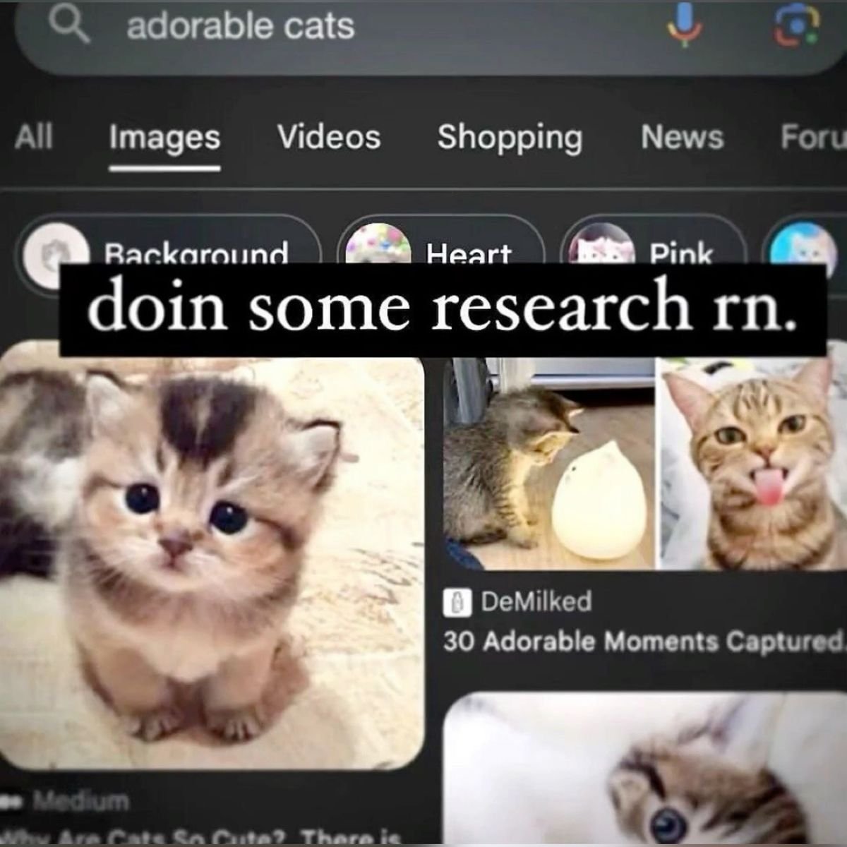 CatPosted's tweet photo. https://t.co/cBH50aVl3l