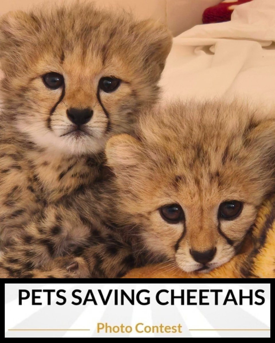CCFCheetah's tweet photo. Our Pets Saving Cheetahs Photo Contest is open! Submit a photo of your #pet for the chance to win a spot in our 2027 calendar – and more prizes! 🐕 🐈All the entries and votes support #cheetah #conservation! 

📅Contest ends on October 26 (at 8 PM PT).    

🐾To enter, visit: https://t.co/RgqgDvc8lo