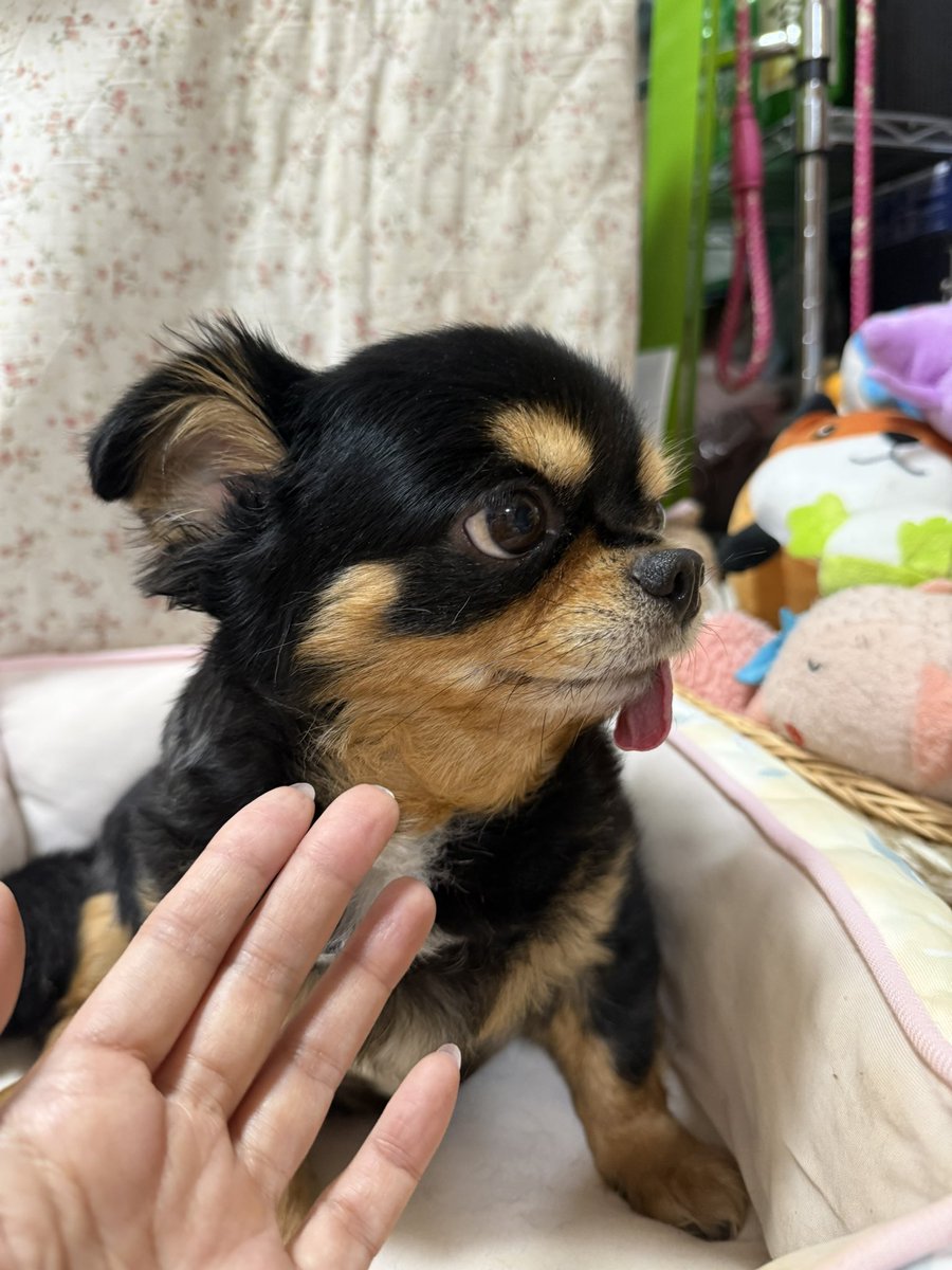 meigyoku's tweet photo. 呼んでもこっち見てくれない。

#誾千代
#垂れ耳チワワ https://t.co/HPpcIygJS8