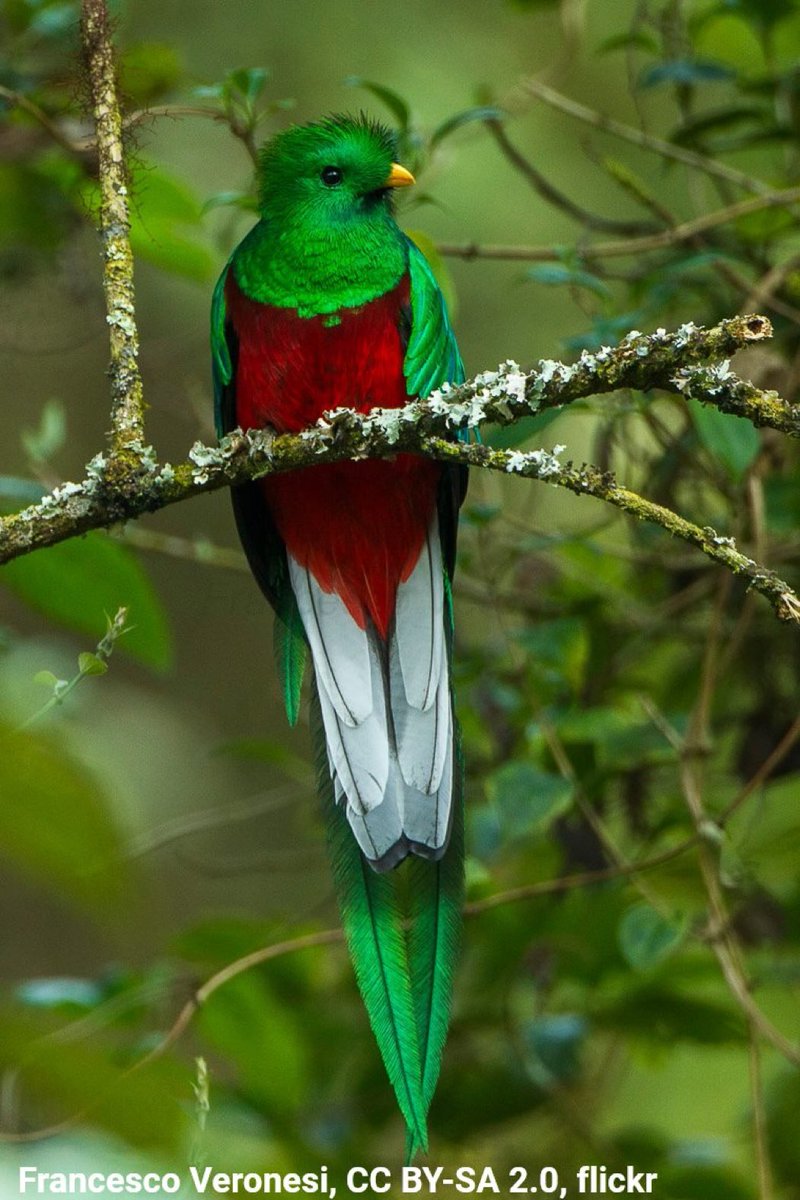 AMNH's tweet photo. The Resplendent Quetzal inhabits the cloud forests of Central America at elevations of up to 10,00 ft (3,048 m). Males showcase brilliant iridescent green plumage that contrasts with a vibrant shock of red on their bellies, and their tail feathers can grow ~3 ft (0.9 m) long! https://t.co/zJdcvxJ4f8
