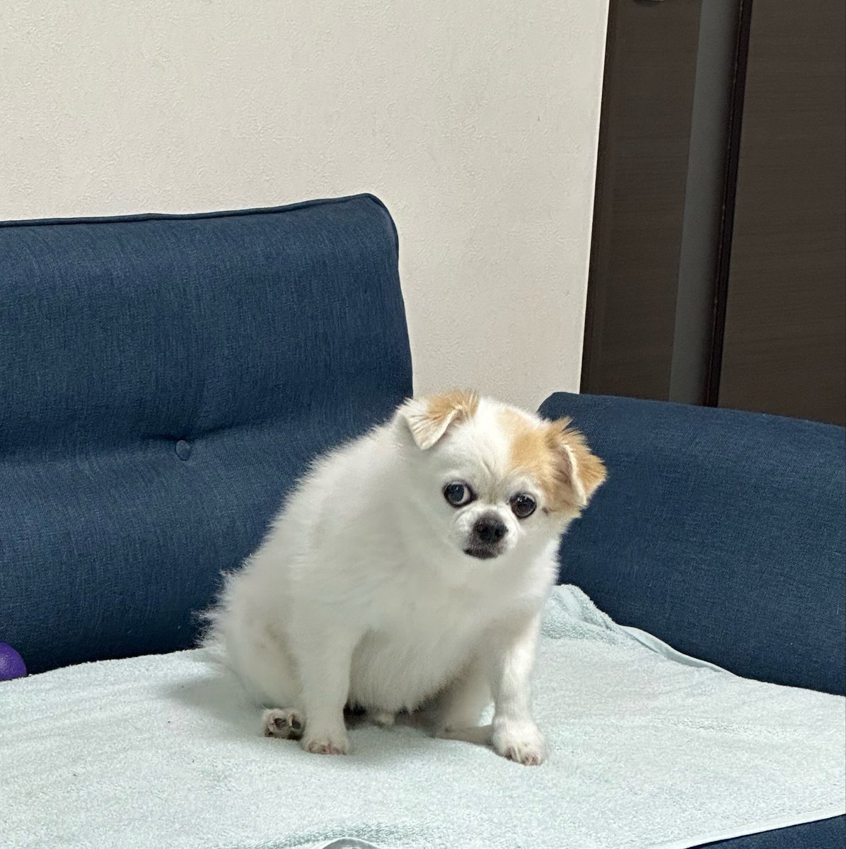 25257800nn's tweet photo. あのー…もう寝ていいですかね https://t.co/KDQ4XuRoEM