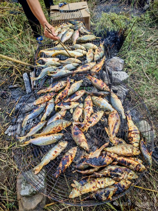 A large grill outdoors is piled high with dozens of whole grilled fish, tended by a person using tongs.