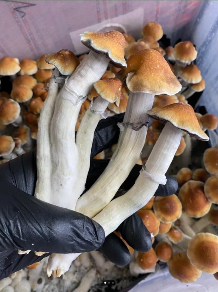 PsychonautPrime's tweet photo. I find it hilarious that one of humanity’s most feared categories of drugs has a reputation for making people hug their friends, appreciate nature, and question consumerism. https://t.co/0hj6WdYFHc
