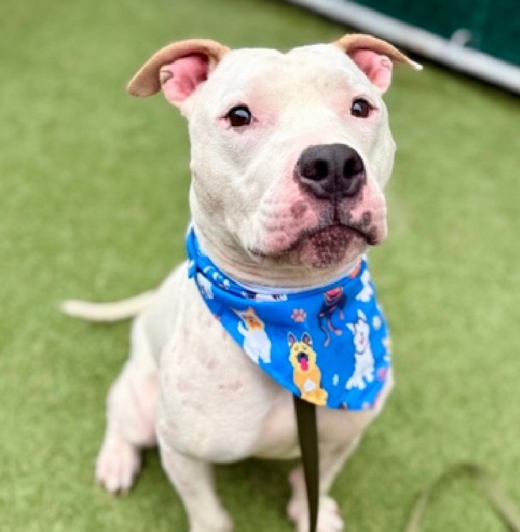 MorgFairsdogs's tweet photo. Mr Speckles 258839
Relisted TBK 10/1
#NYCACC #AdoptMe 
He is a cute 5 yr old
Found in abandoned apt. 
Kennel reactive 
Mouthed handler's hand, skin not broken
All adult home 
 Save Mr Speckles!
https://t.co/9aZjpQEvET
#Pledge4Rescue #foster #adopt https://t.co/xya8pVTgHM