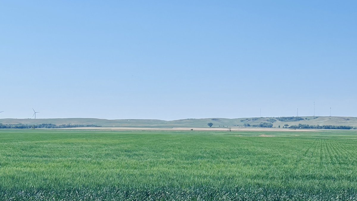 WheatInnovation's tweet photo. With sun coming out after some good rains in South Dakota, it’s perfect conditions to get some winter wheat in the ground over the next two weeks ❤️🌾🌧️
A crop that pays you twice! #CropRotation #NoTillWorks 
 @wheatsd @USDA_NRCS @dakotafarmtalk https://t.co/npvwciPtko
