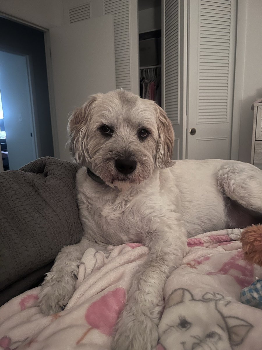 Sara___Trujillo's tweet photo. Pup update 💗🫶 2 months of living in the new home https://t.co/Tj6f2L77Hs