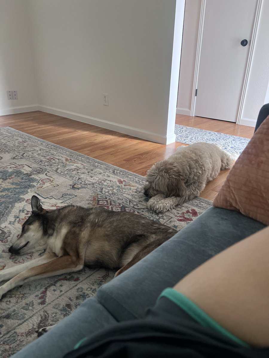 Sara___Trujillo's tweet photo. Pup update 💗🫶 2 months of living in the new home https://t.co/Tj6f2L77Hs