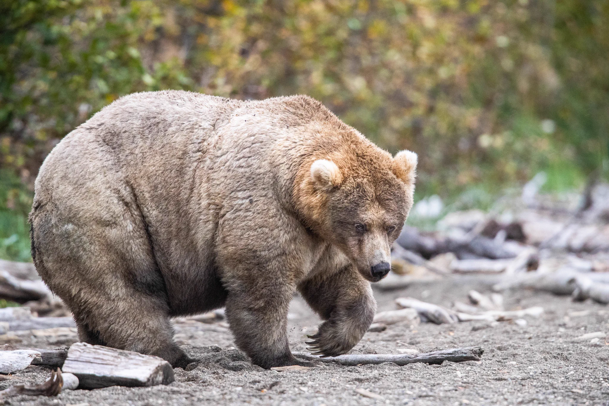 An offensively large brown bear with massive girth and several fat rolls. 